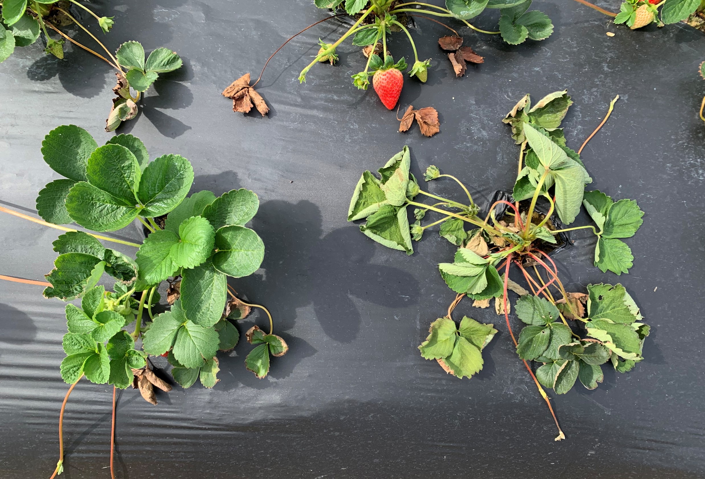 Crown rot disease detected in Louisiana strawberries